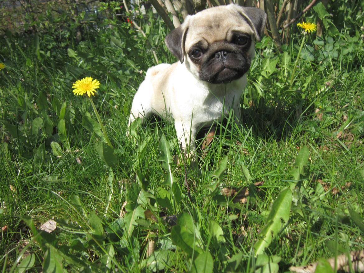 Mops Madums Pretty Woman (Thea) billede 20