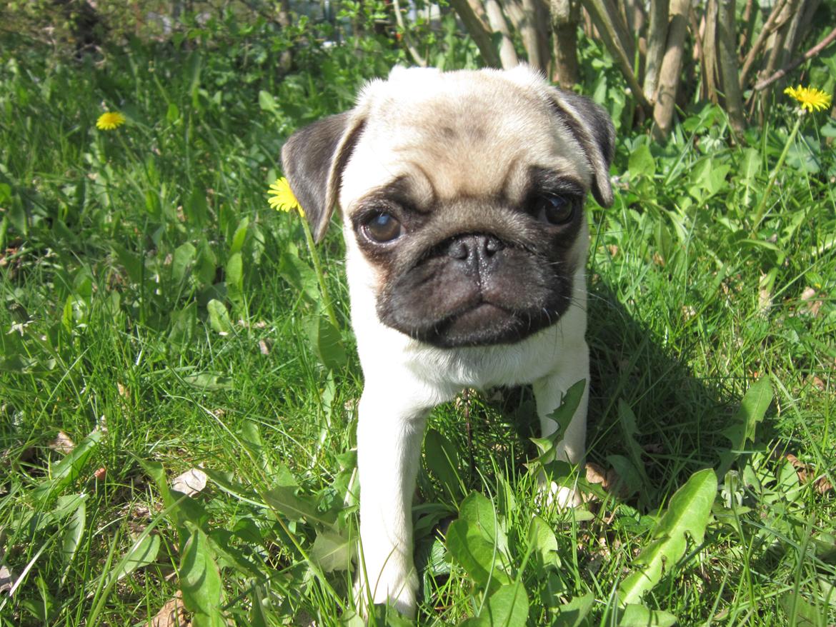 Mops Madums Pretty Woman (Thea) billede 2