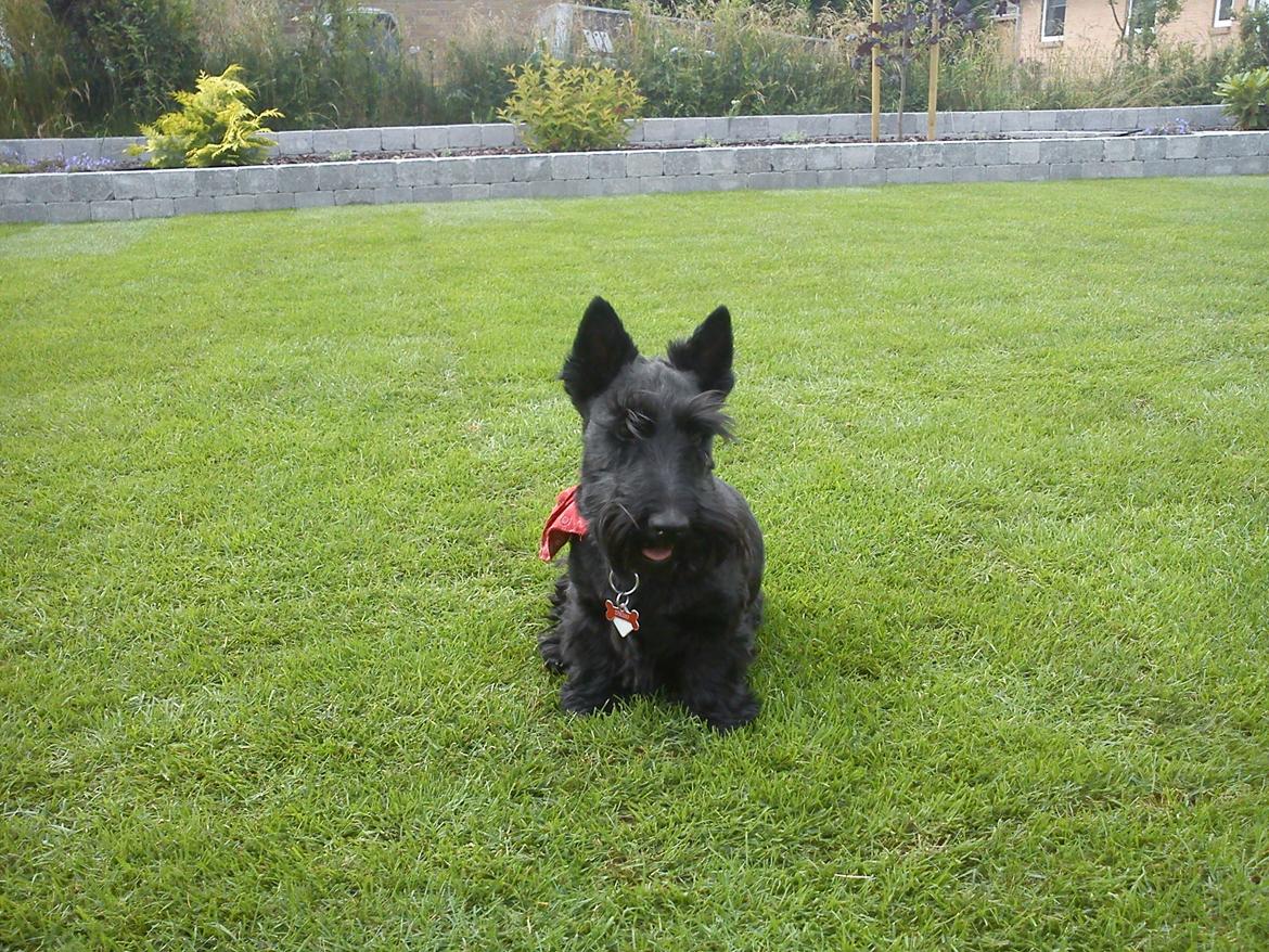 Skotsk terrier Conrad (Scotty) - elsker min nye have <3 billede 1