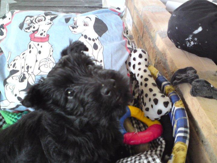 Skotsk terrier Conrad (Scotty) - er jeg ikke bare bedårende? <3 billede 2