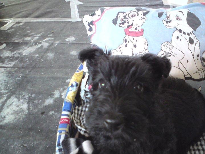 Skotsk terrier Conrad (Scotty) - hvad har jeg nu gjort? billede 3