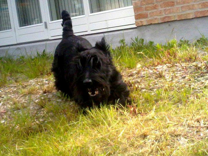 Skotsk terrier Conrad (Scotty) - efter en løbe tur om huset, skal der lige strækkes ud billede 4