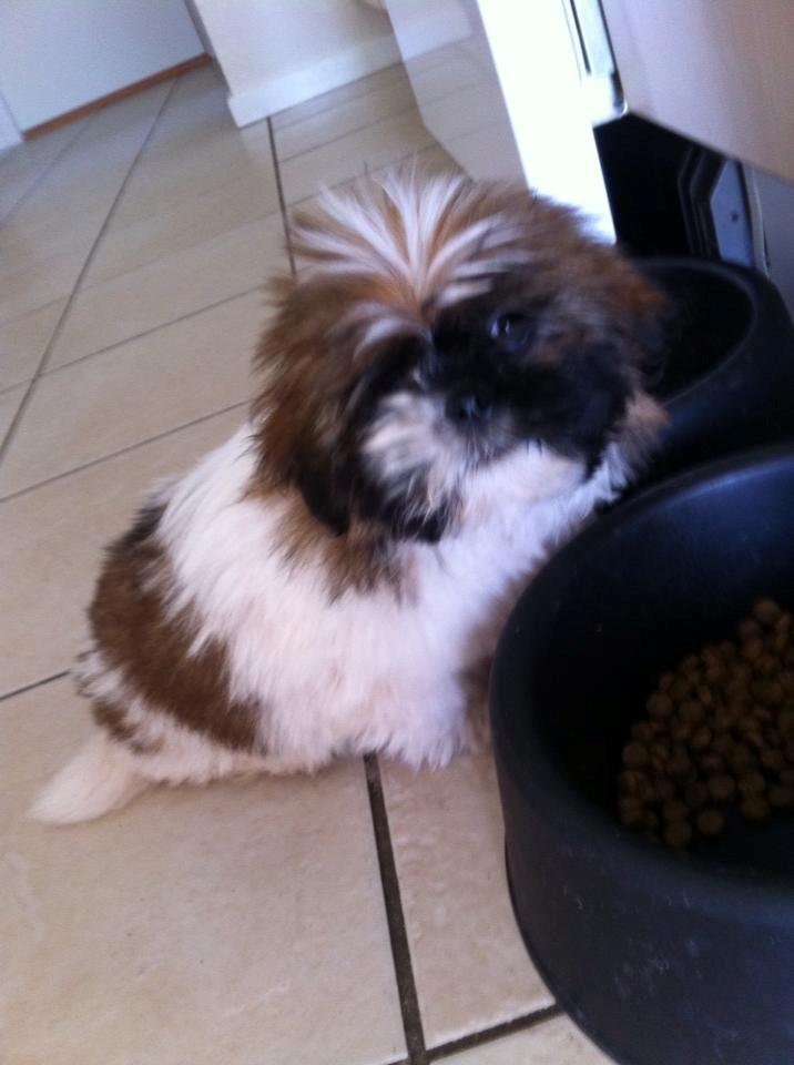 Shih tzu Baloo billede 10