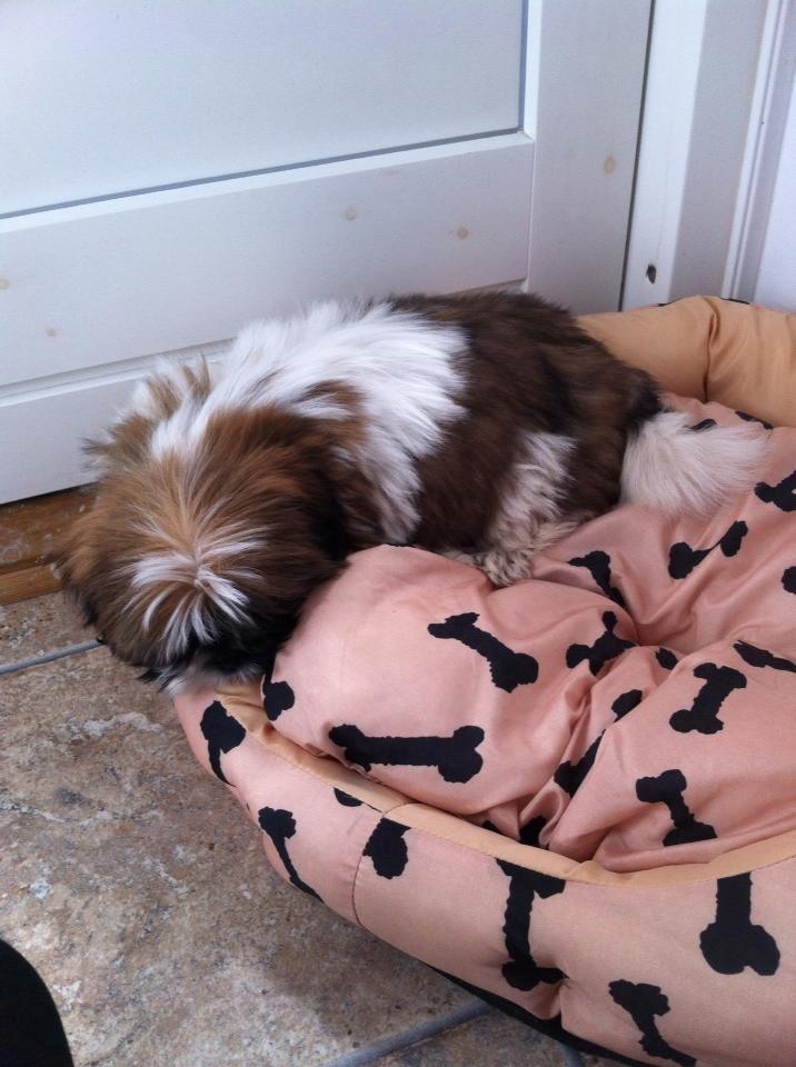 Shih tzu Baloo billede 8