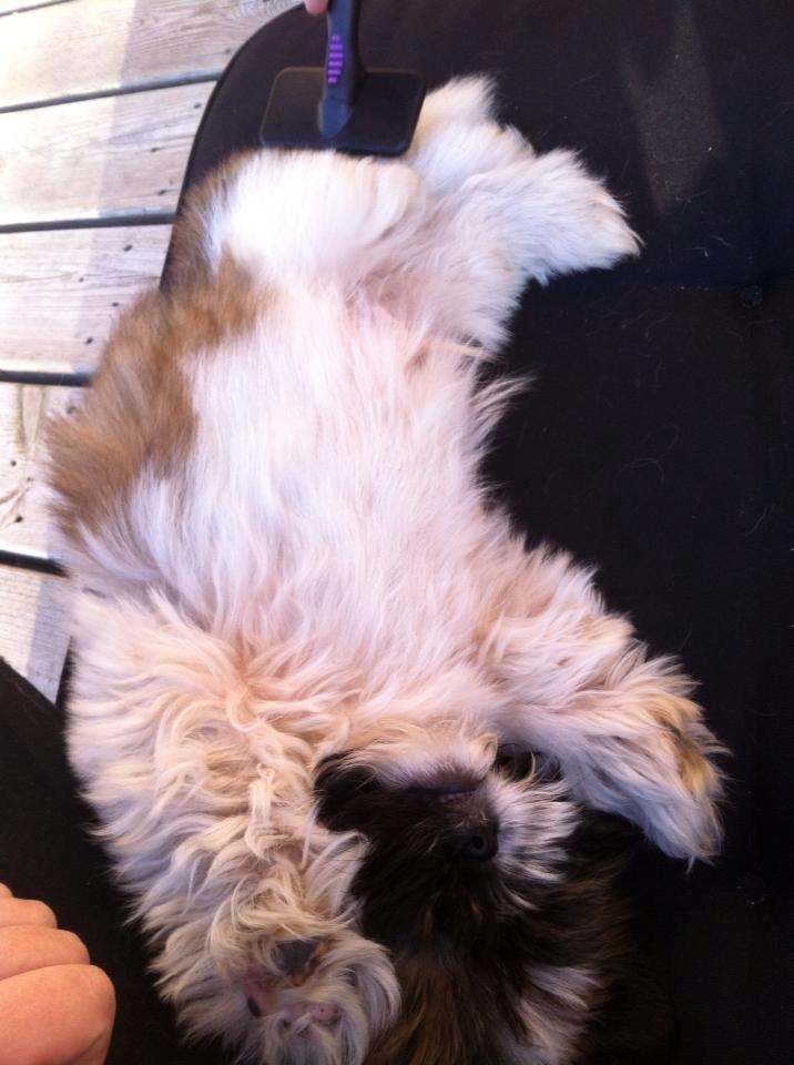 Shih tzu Baloo billede 12