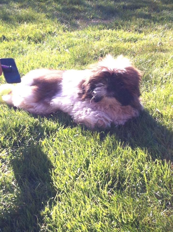 Shih tzu Baloo billede 13