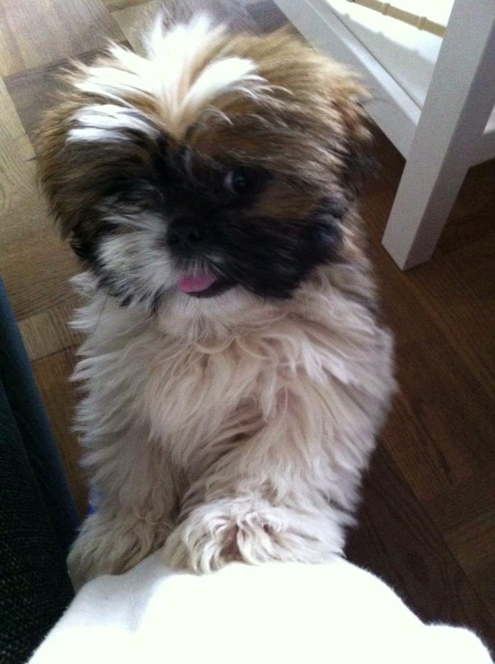 Shih tzu Baloo billede 5