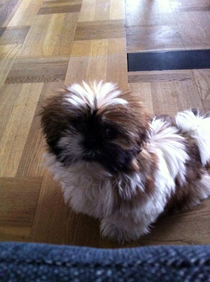 Shih tzu Baloo billede 11