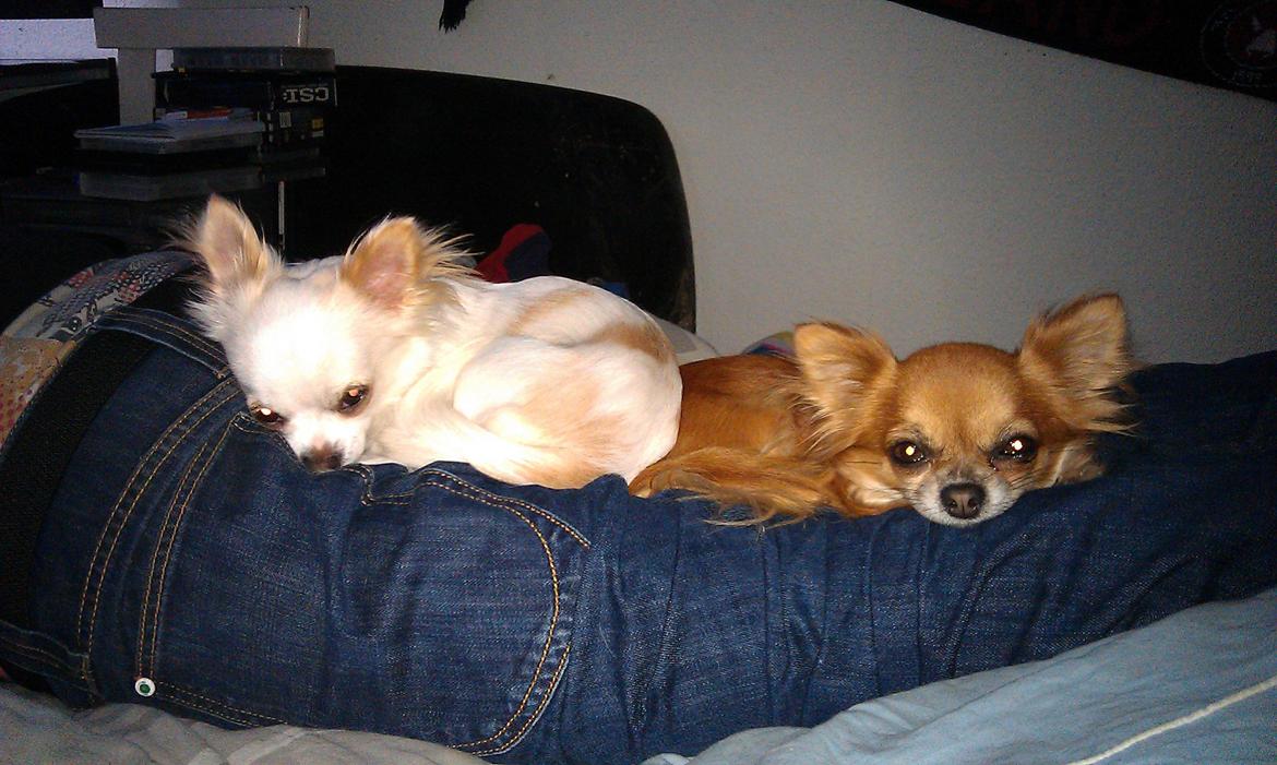 Chihuahua Buller - Elsker at ligge oven på far og putte sammen med Zam :) billede 1