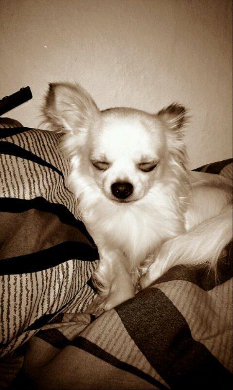 Chihuahua Buller - Hvis jeg nu lukker øjnene kan du ikke se mig :) billede 2