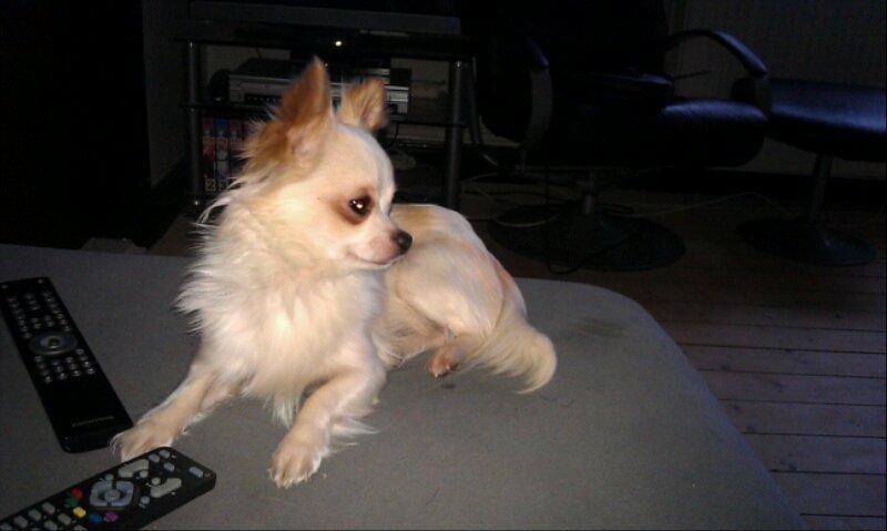 Chihuahua Buller - Hvad mon der sker der ovre ?? :D billede 3