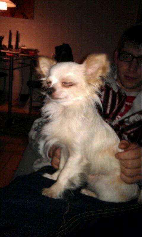 Chihuahua Buller - Uuuuuh det er dejligt og blive nusset billede 4