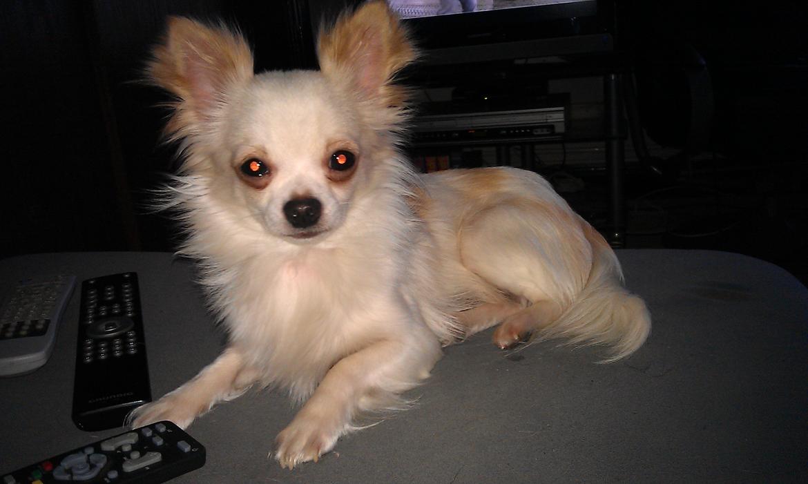 Chihuahua Buller - Hov hvad var det for en blitz  billede 5