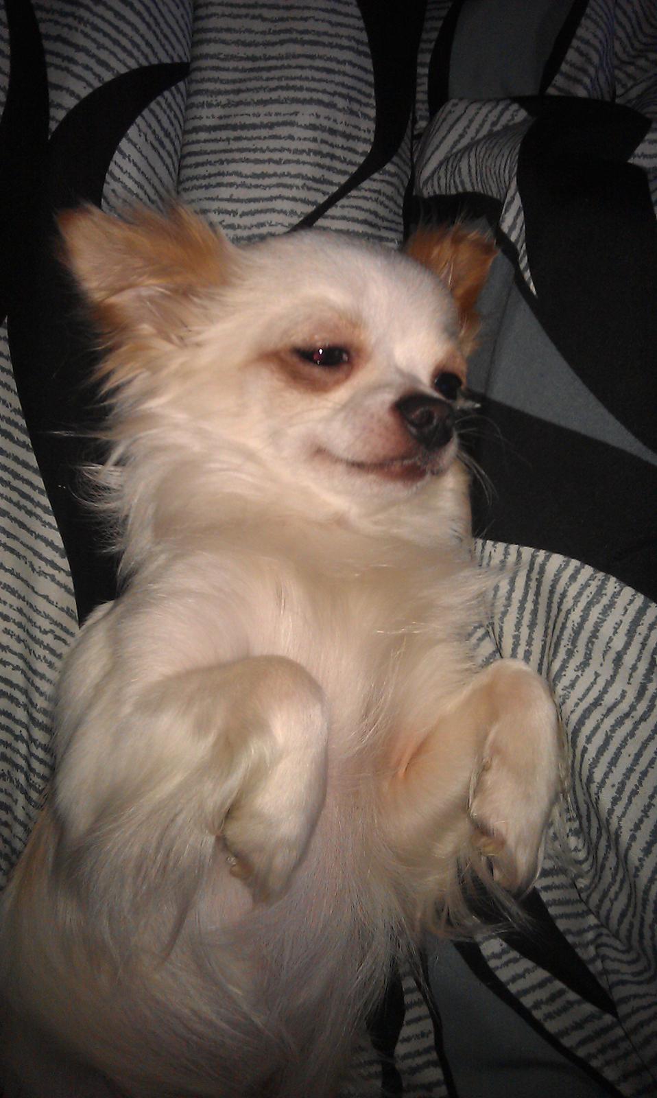 Chihuahua Buller - Stop nu med de billeder prøver at sove :D billede 6