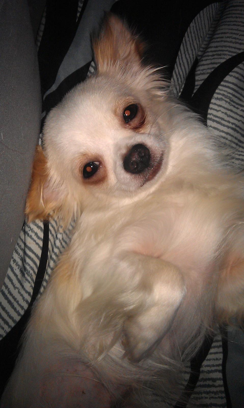 Chihuahua Buller - Så charmerende at være :D billede 7