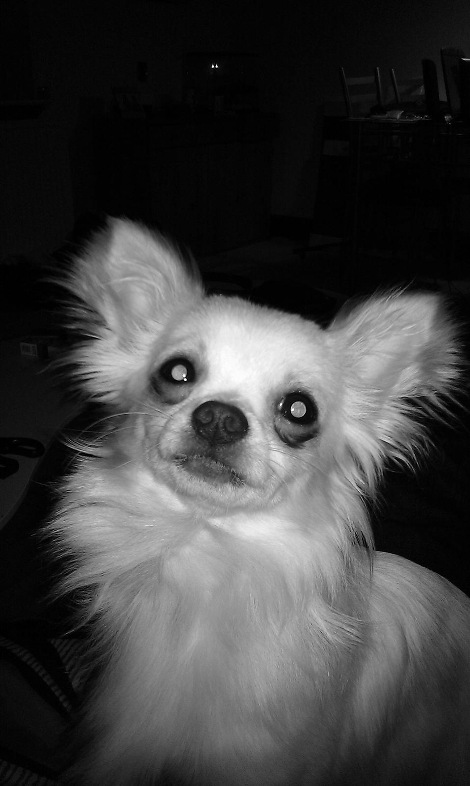 Chihuahua Buller - Hey hvad er det du har der oppe ?? :D billede 8