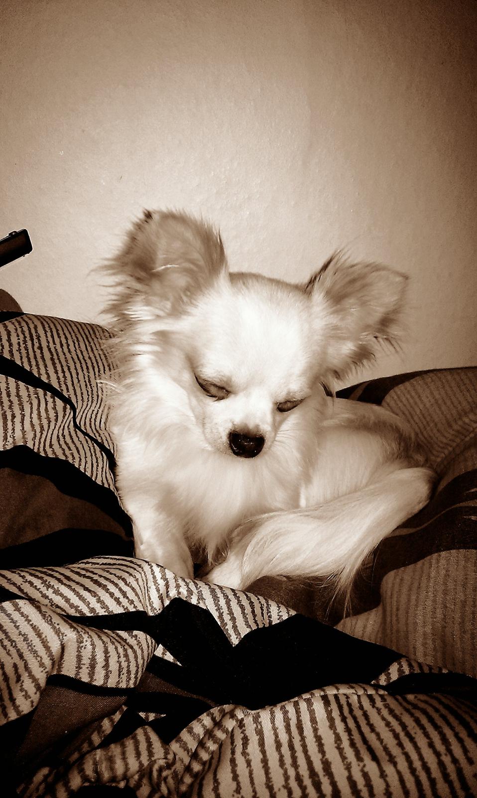 Chihuahua Buller - Sidder op og sover :) billede 9