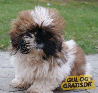 Shih tzu Baloo billede 9