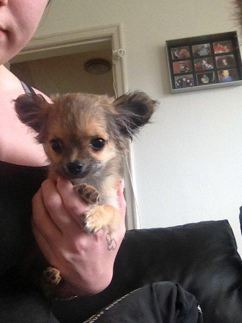 Chihuahua Diva - Lille Diva billede 1