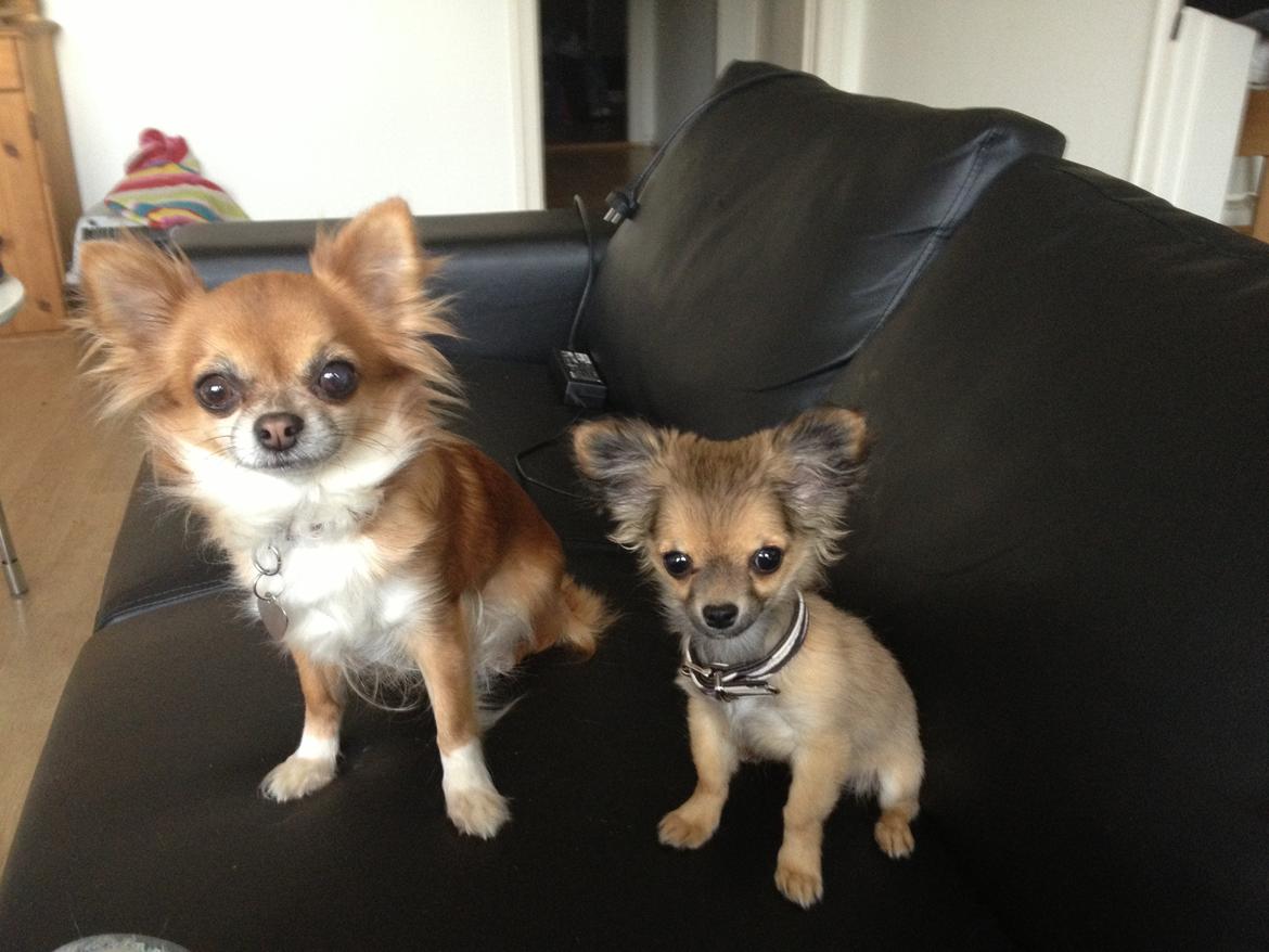 Chihuahua Diva - Diva og Zam sidder pænt og venter på en godbid :D billede 2