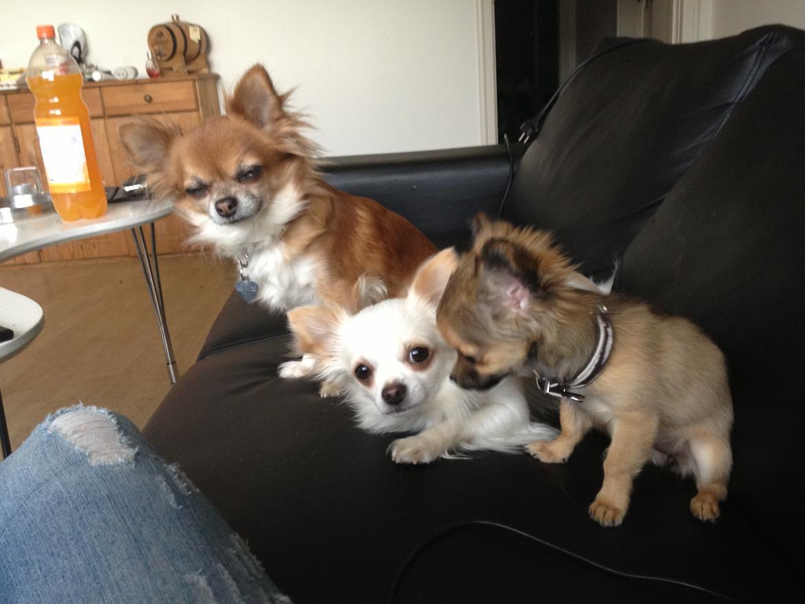 Chihuahua Diva - Ikke flere billeder tak - kun Buller der kigger :) billede 3