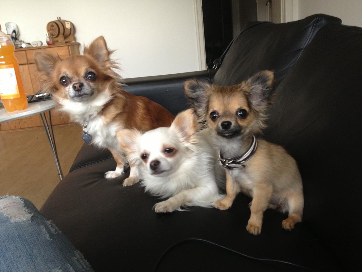 Chihuahua Diva - Zam, Buller og Diva der venter på godbider :) billede 4