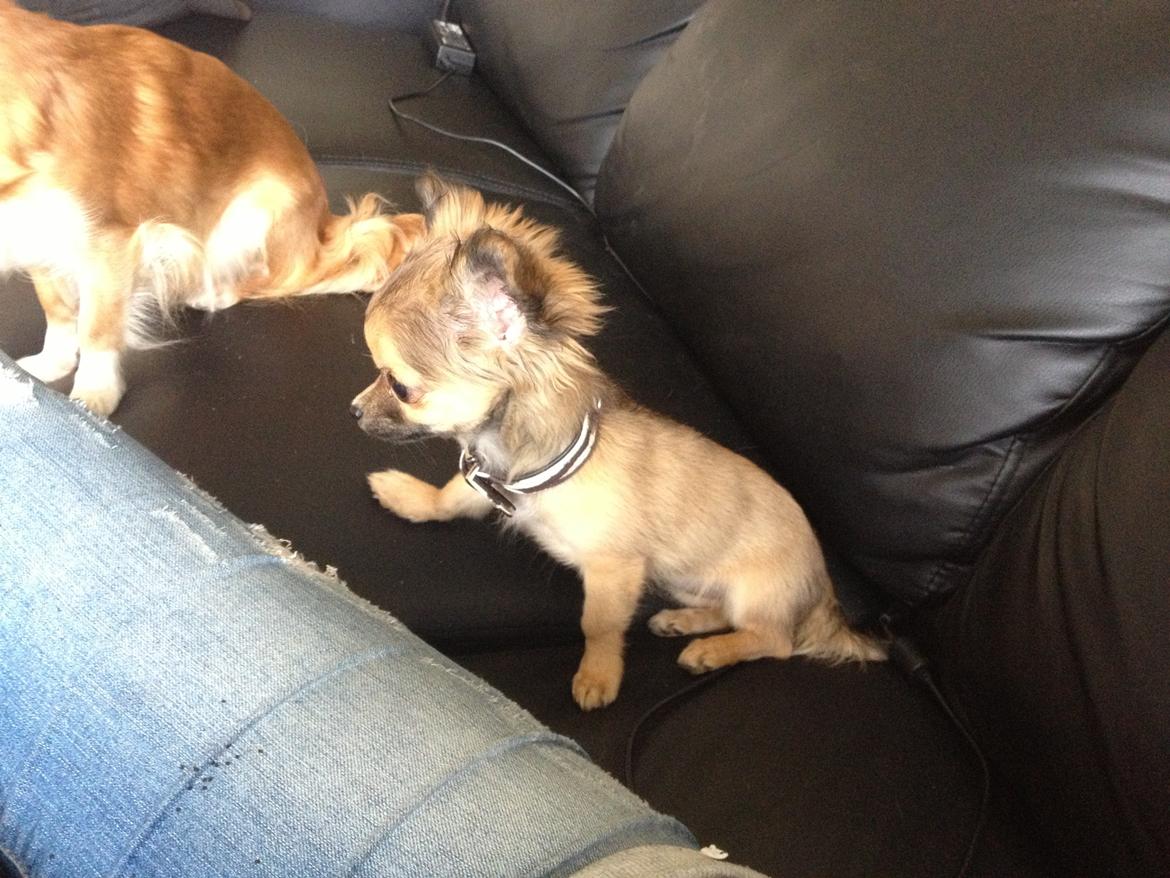 Chihuahua Diva - Hvad mon Diva har fået øje på ?? billede 5