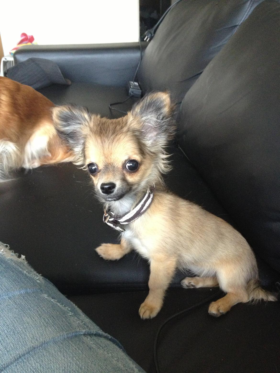 Chihuahua Diva - Så store øre man kan få :D billede 6