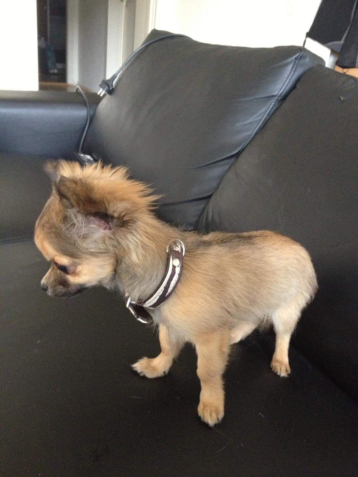 Chihuahua Diva - Er du gal der er langt ned fra den sofa her :D billede 7