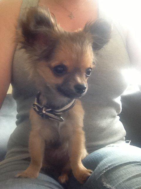 Chihuahua Diva - Hvad sker der, der ovre ?? :D billede 8