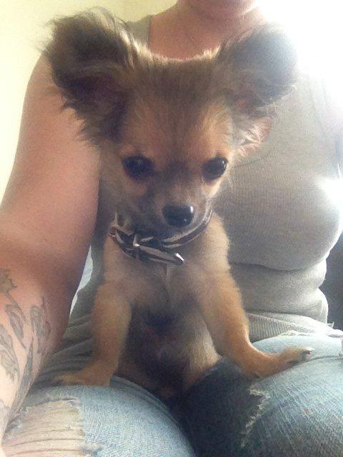 Chihuahua Diva - Hey jeg kan se mig selv på den der skærm ting :D billede 9