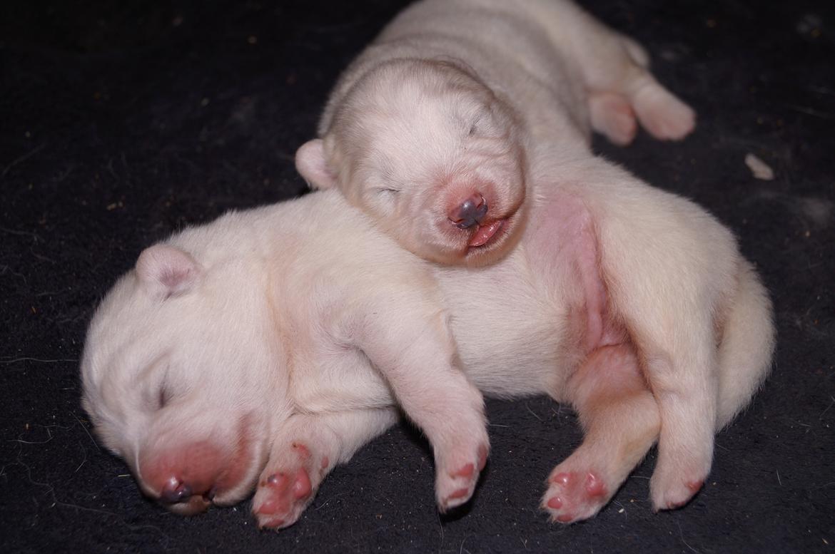 Samojedhund Smilla - 5 dage gamle. 
Smilla ville altid ligge med hovedet over Aya :) billede 1