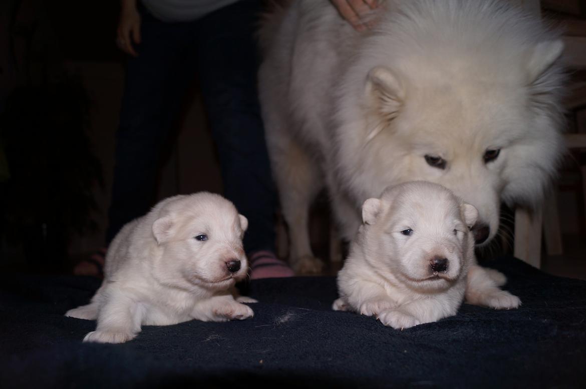 Samojedhund Smilla - 14 dage. 
Smilla til højre. billede 2