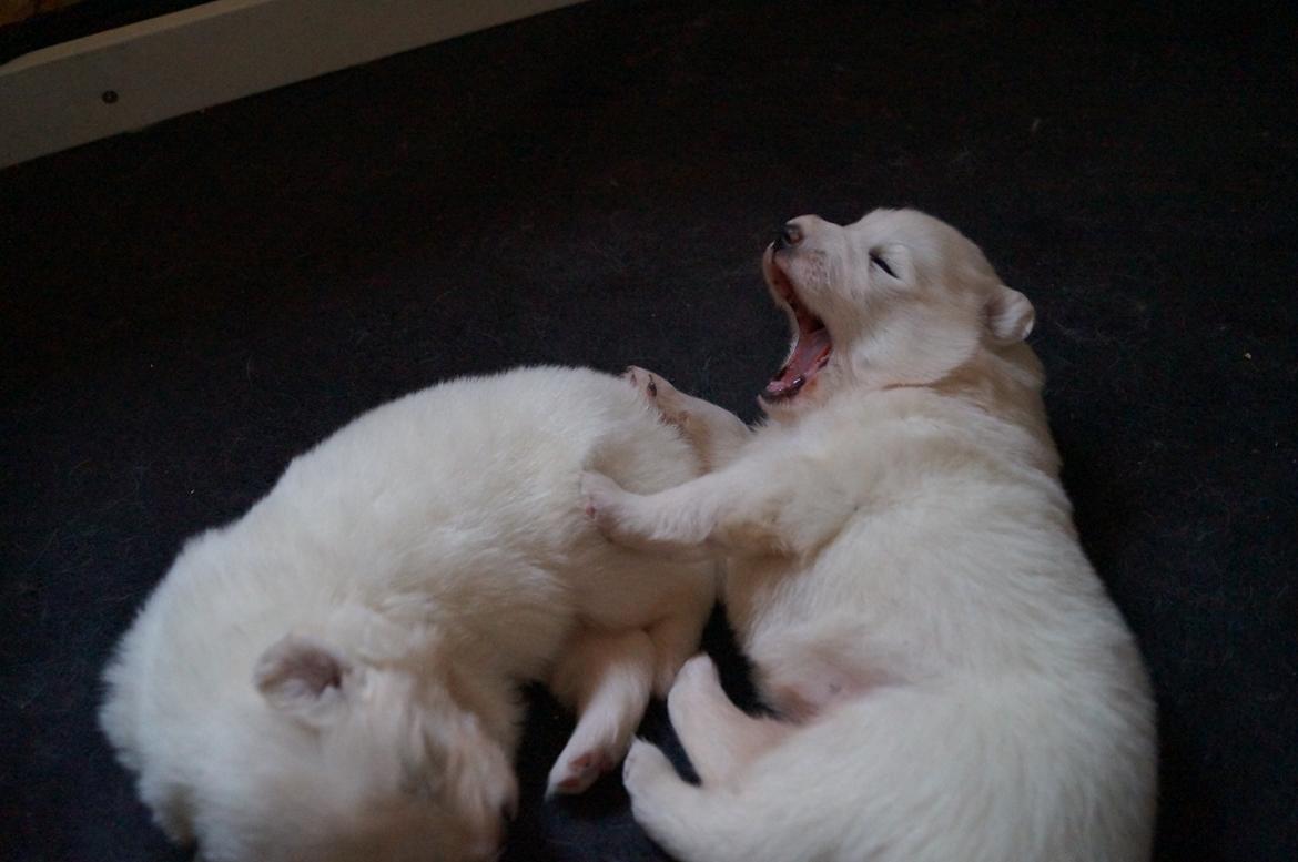 Samojedhund Smilla - 2 uger + 1 dag.
Uh det er hårdt at være Smilla ;) billede 3