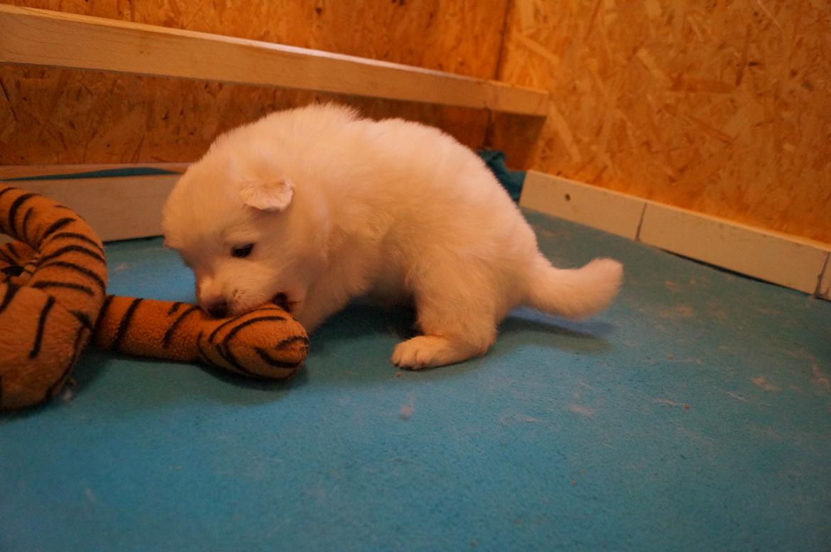 Samojedhund Smilla - 3 uger + 2 dage.
Så skulle vi lige prøve at lege med mors kæmpe tigerbamse, meen er ikke så nemt når den er noget større end en selv ;) billede 4