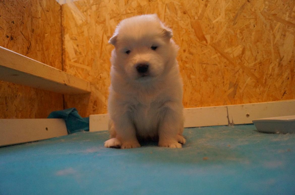 Samojedhund Smilla - 3 uger + 2 dage. billede 5