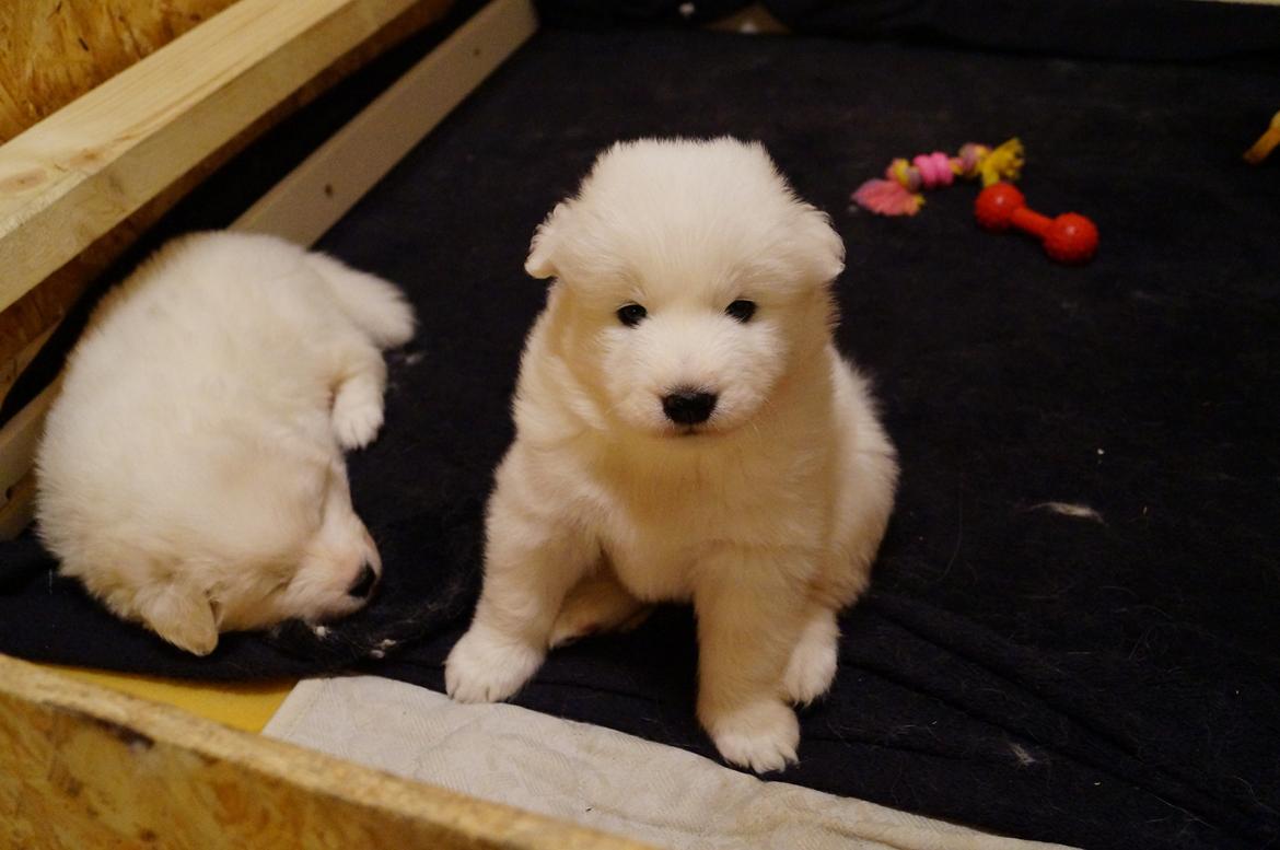 Samojedhund Smilla - 4 uger + 3 dage. billede 6