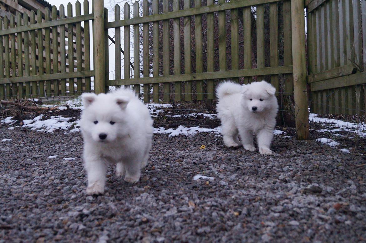 Samojedhund Smilla - 6 uger + 3 dage.
Smilla forrest billede 7