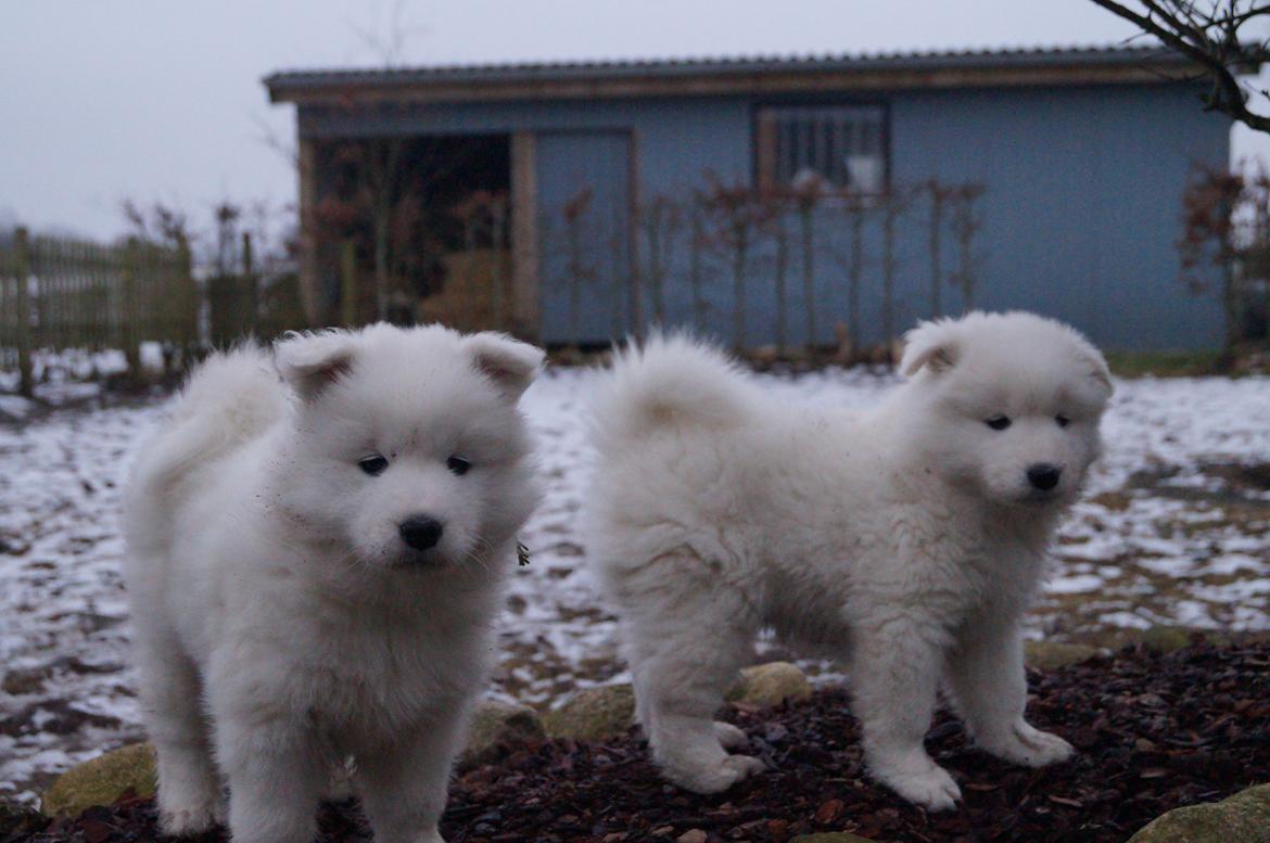 Samojedhund Smilla - 6 uger + 3 dage. billede 8