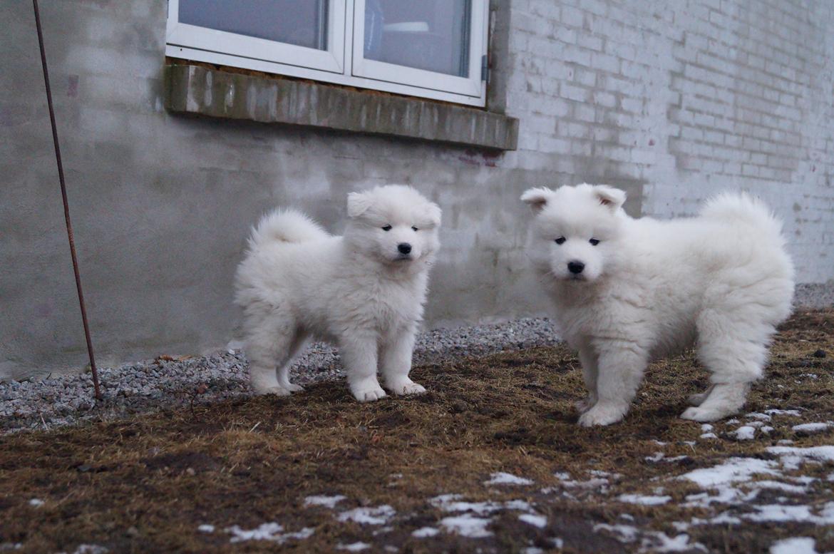 Samojedhund Smilla - 6 uger + 3 dage.
 billede 9