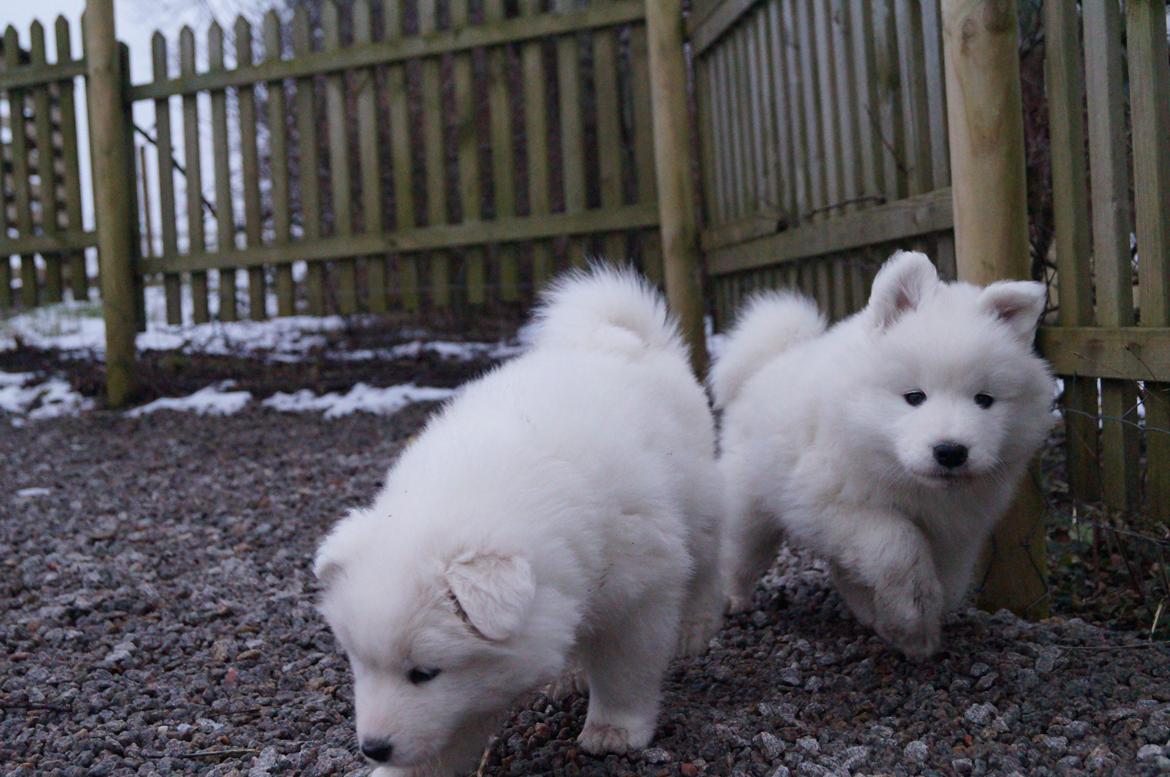 Samojedhund Smilla - 6 uger + 3 dage. billede 10