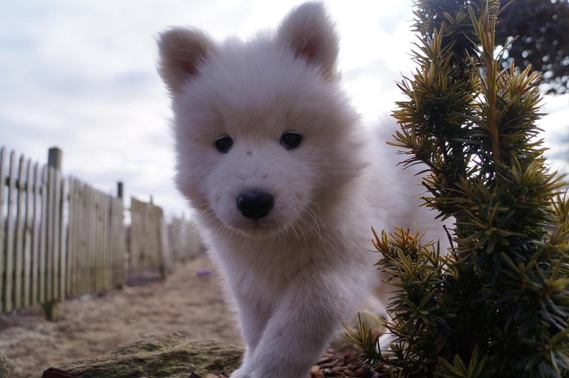 Samojedhund Smilla - 7 uger + 2 dage. 
Smilla <3 billede 12
