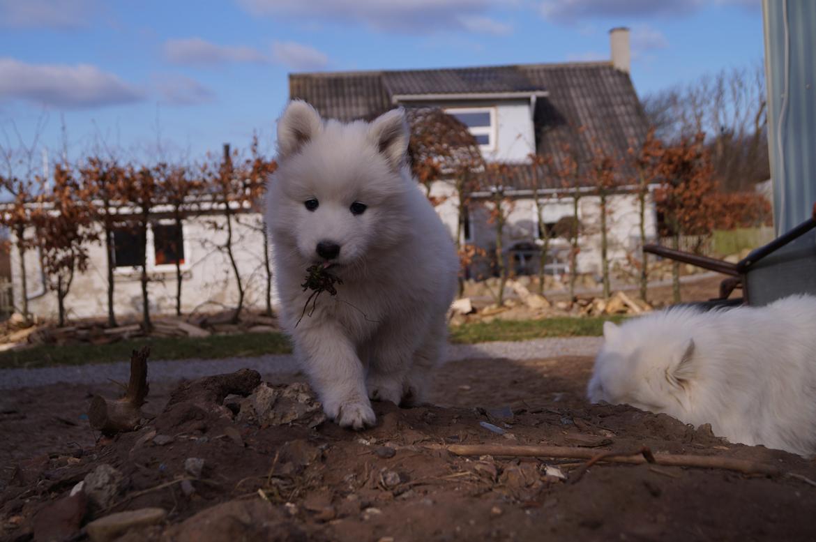 Samojedhund Smilla - 7 uger + 2 dage. billede 13