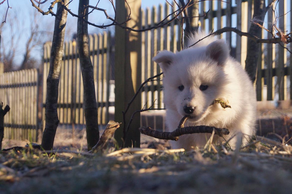 Samojedhund Smilla - 7 uger + 2 dage.
Så har vi lige fundet en lille pind :) billede 14