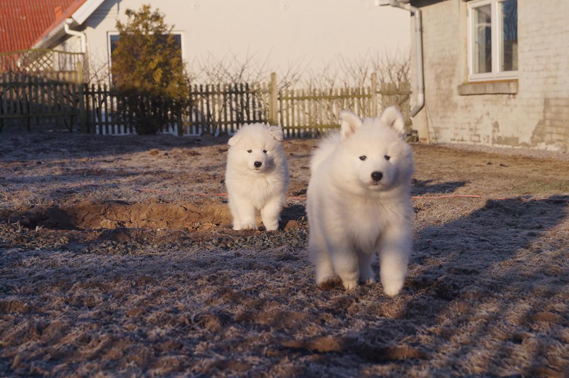 Samojedhund Aya - 7 uger + 2 dage.
Aya er bagerest :)  billede 8