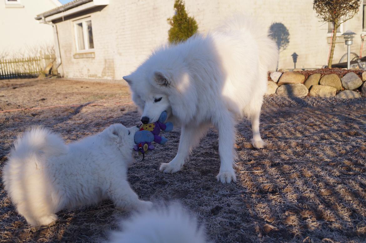 Samojedhund Smilla - 7 uger + 2 dage. 
Arg mor det er min bamse ;) billede 16