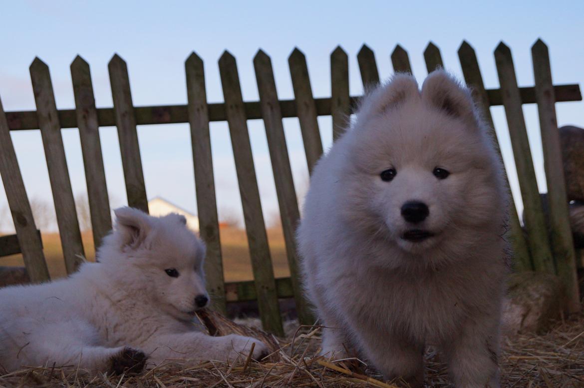 Samojedhund Smilla - 8 uger + 4 dage. billede 17