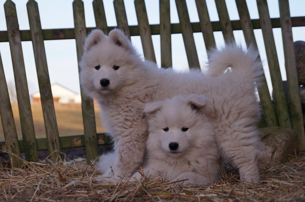 Samojedhund Smilla - 8 uger + 4 dage. Smilla står op :) billede 18