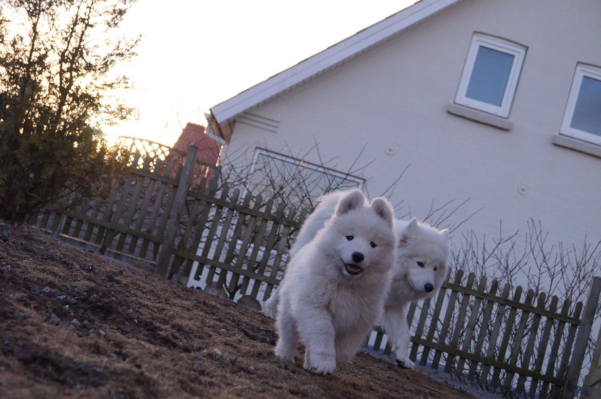 Samojedhund Smilla - 8 uger + 4 dage. billede 19