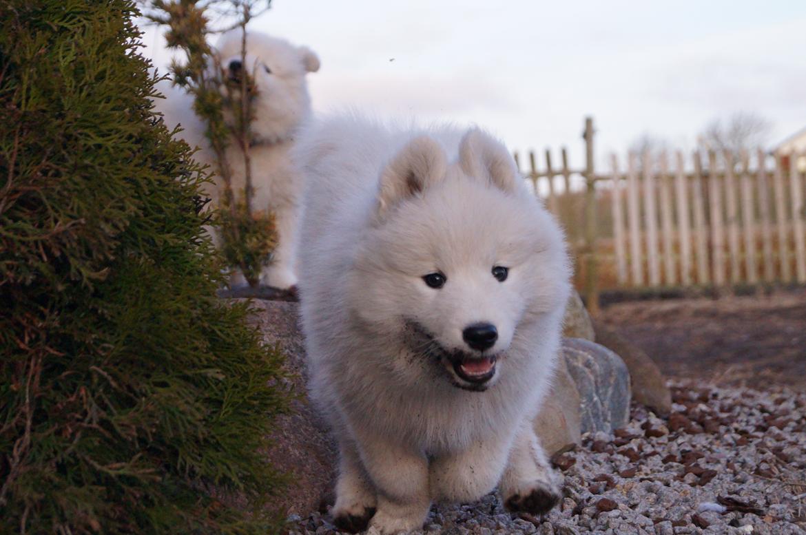 Samojedhund Smilla - 8 uger + 4 dage. billede 20